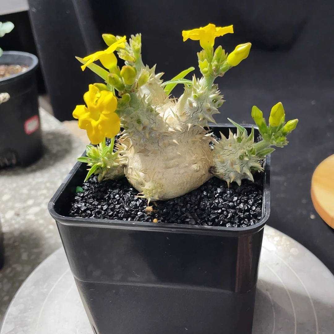 开播福利 矮胖大黑群