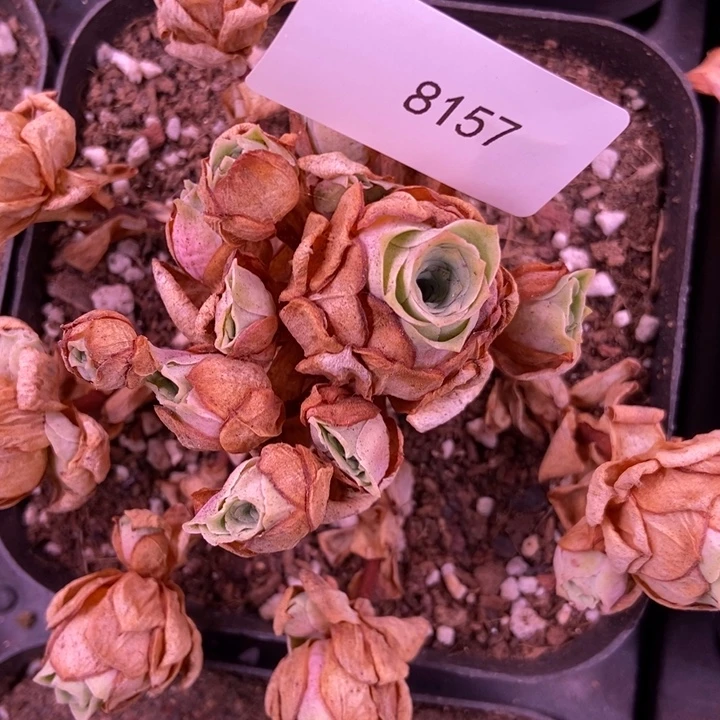 祥***雨8157山地玫瑰花群