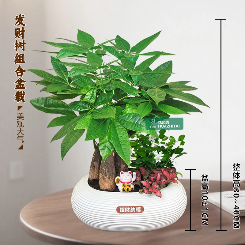 【发财树九里香组合盆栽】办公桌面乔迁开业（30~40CM）盆栽好养