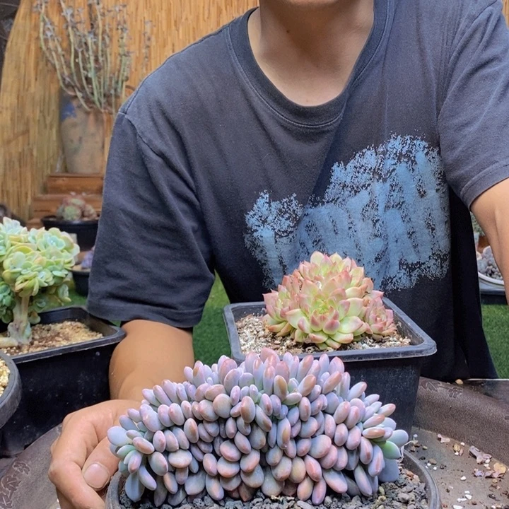 猫***耳562号粉兔多肉植物