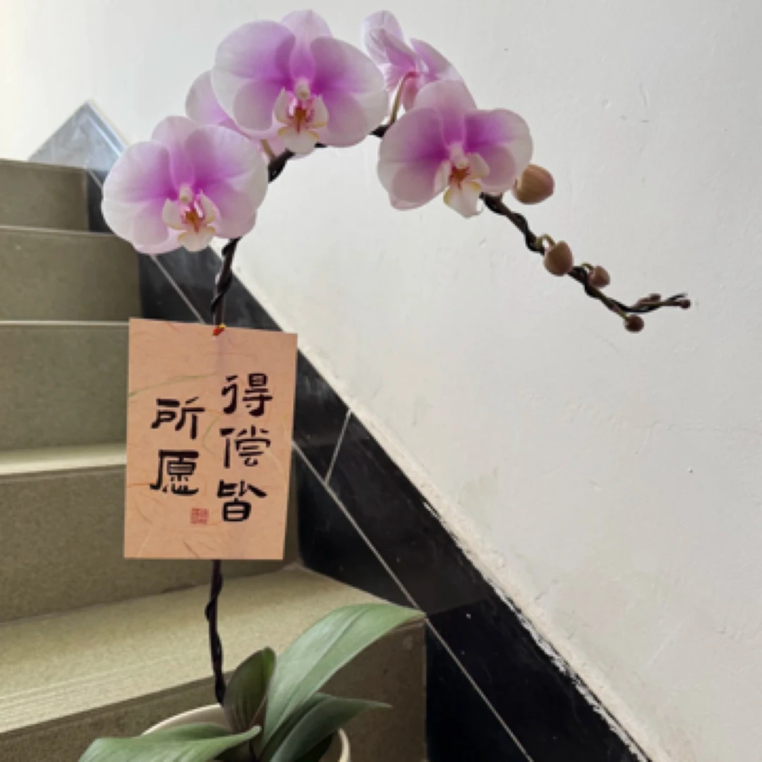 蝴蝶兰———(白安娜)(任意两颗包邮只拍一颗发苗)