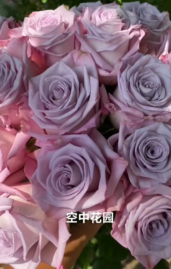 【空中花园】切花品种月季四季