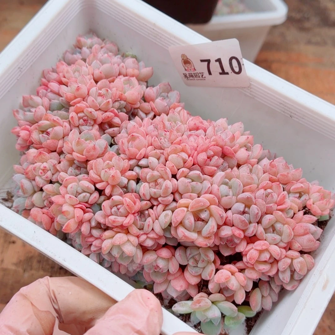 度***多肉植物多肉植物