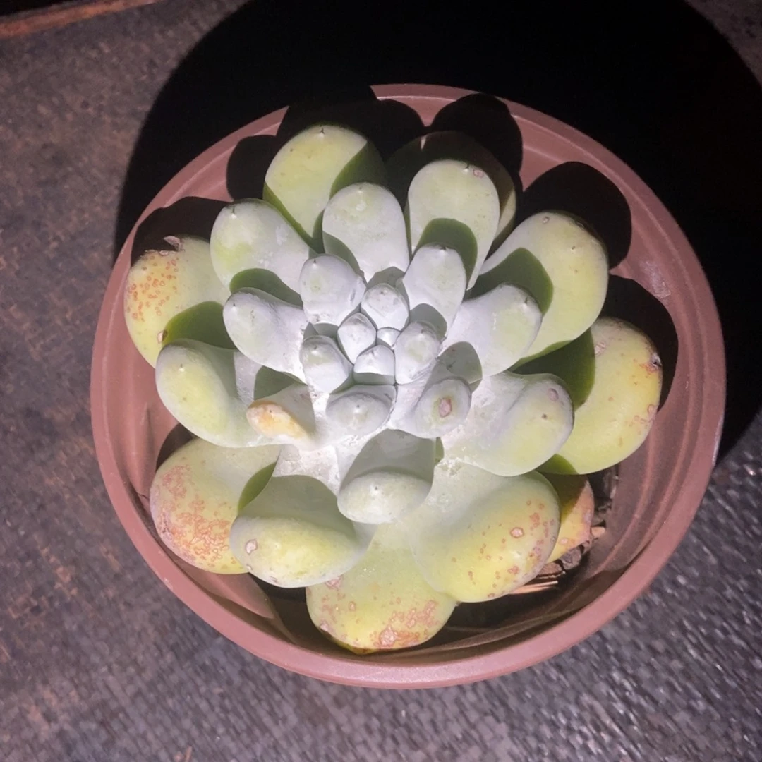 丸叶红拇指多肉植物