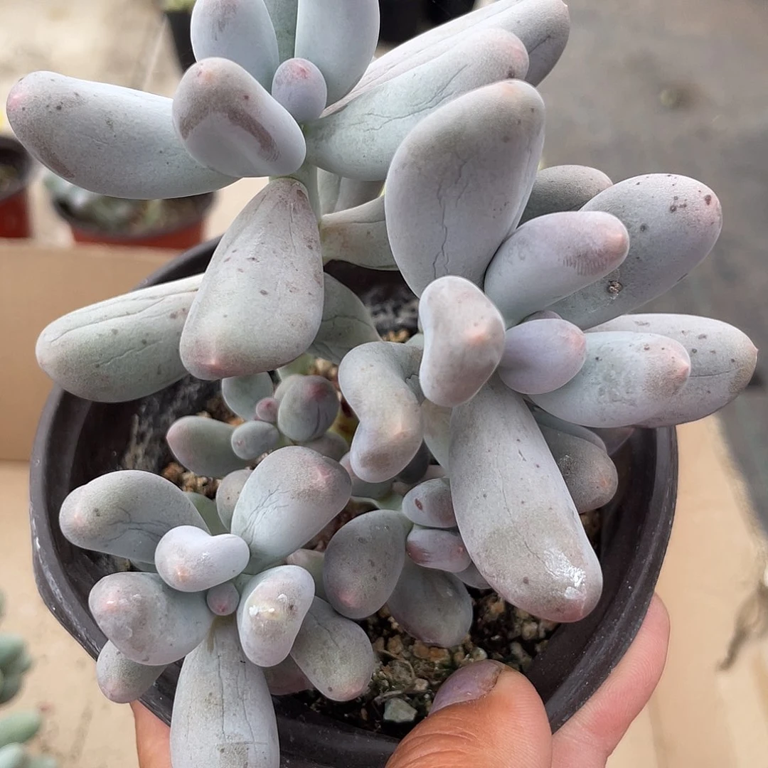 米可多肉植物群生850