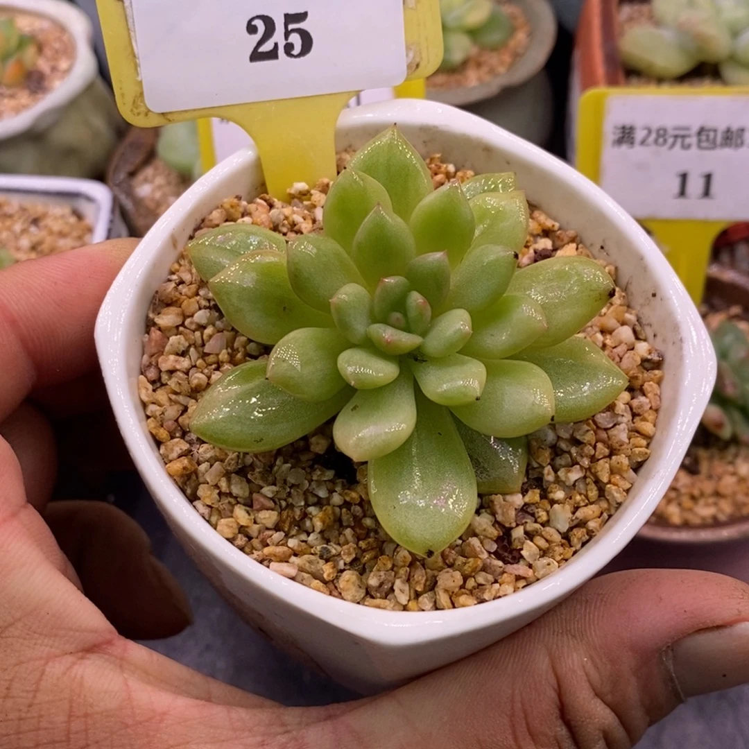 125星星橙拉丝锦，多肉