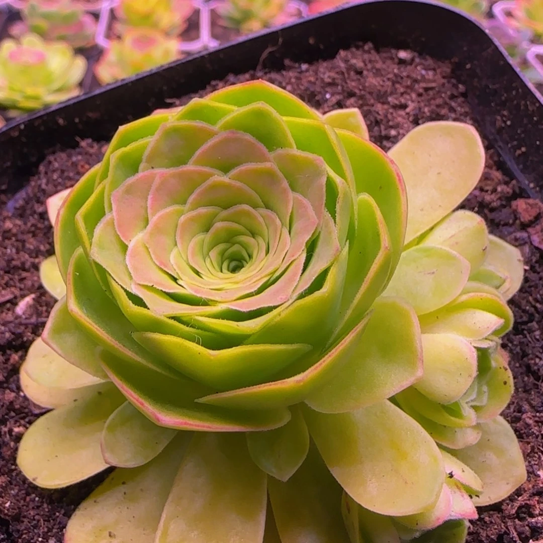 福利11253868675768683