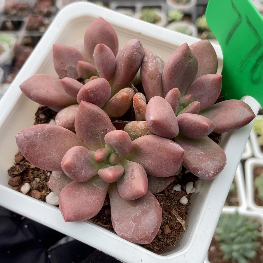 776桃花源多肉植物保护