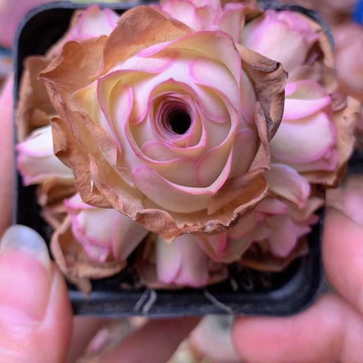 一物一拍小鹿兜005