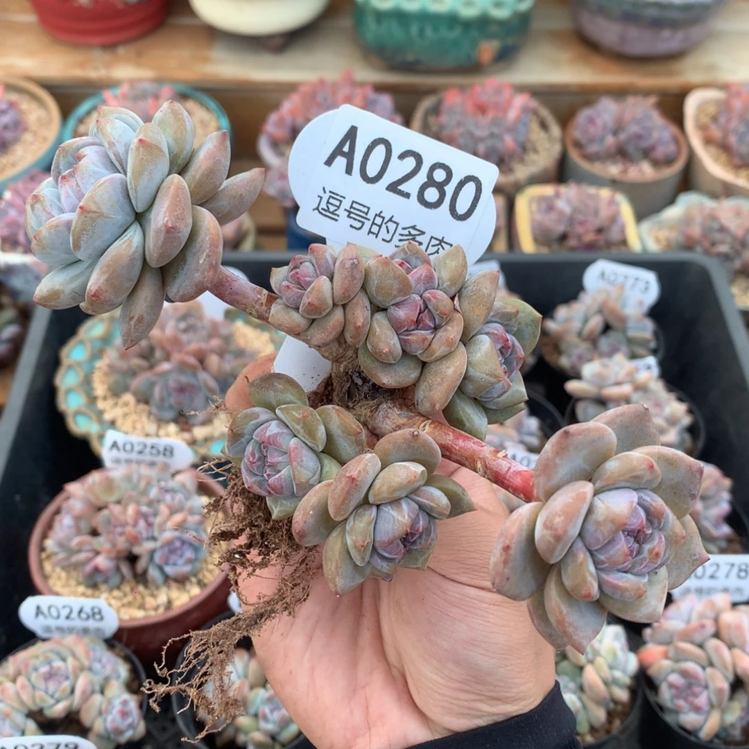 A0280 突尼斯飘枝 有砍 一头一桩 15cm