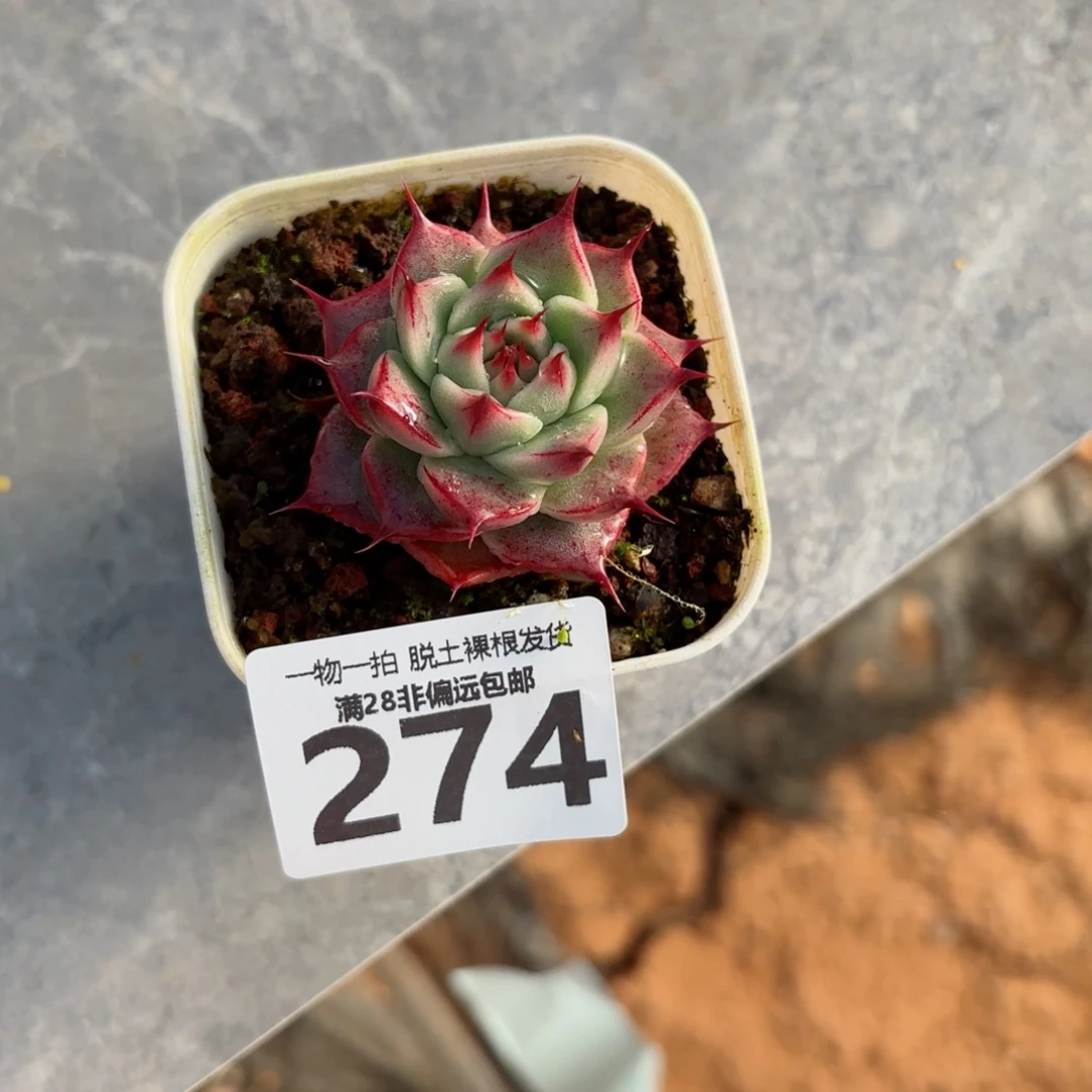 托斯卡单头无盆土发货