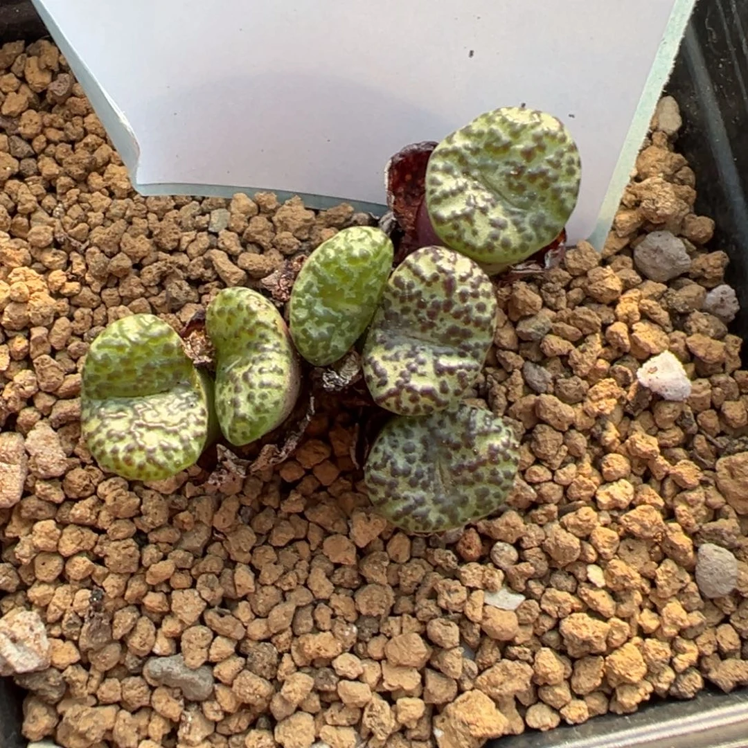 1-02红椒安贞多肉植物