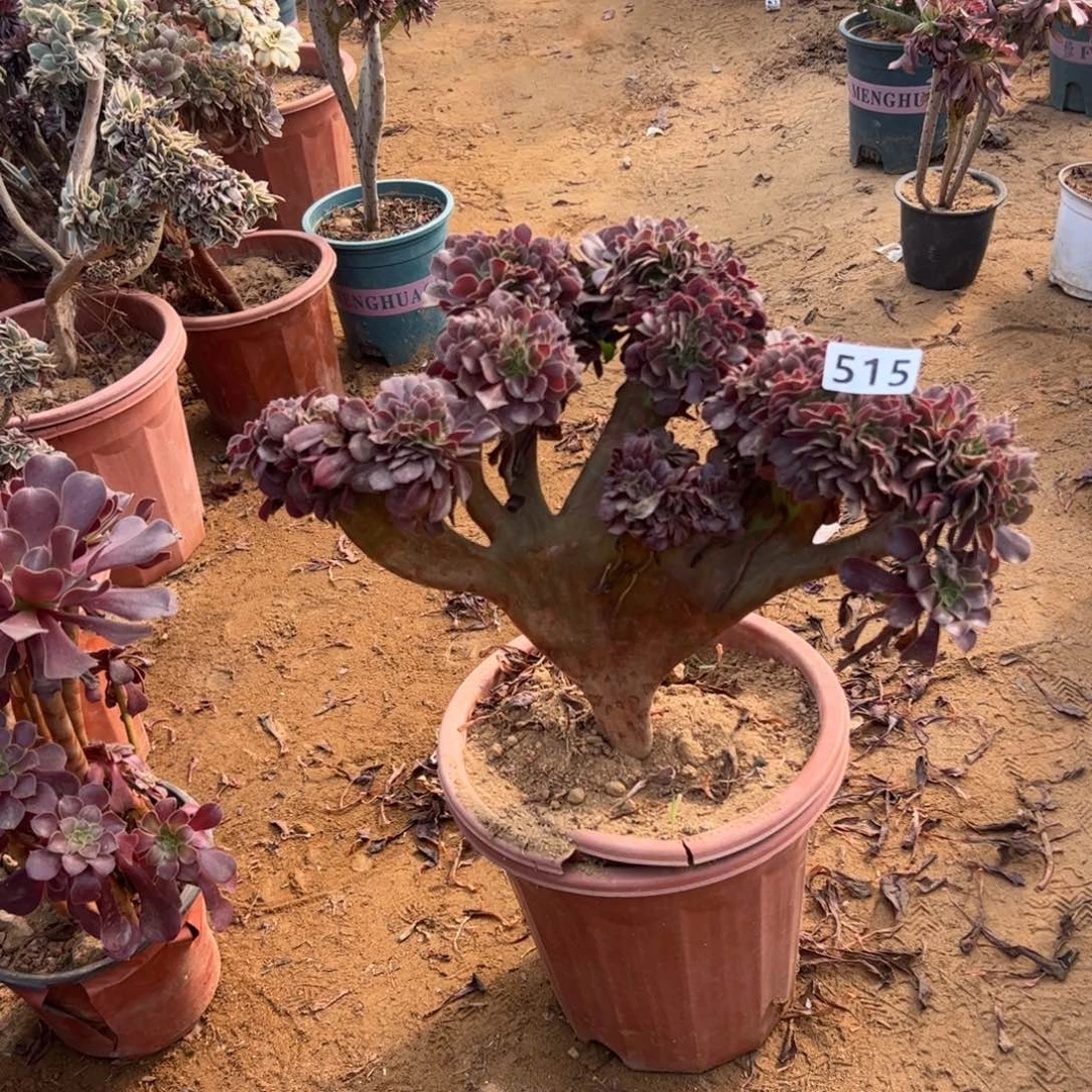 欧紫缀515官府35厘米