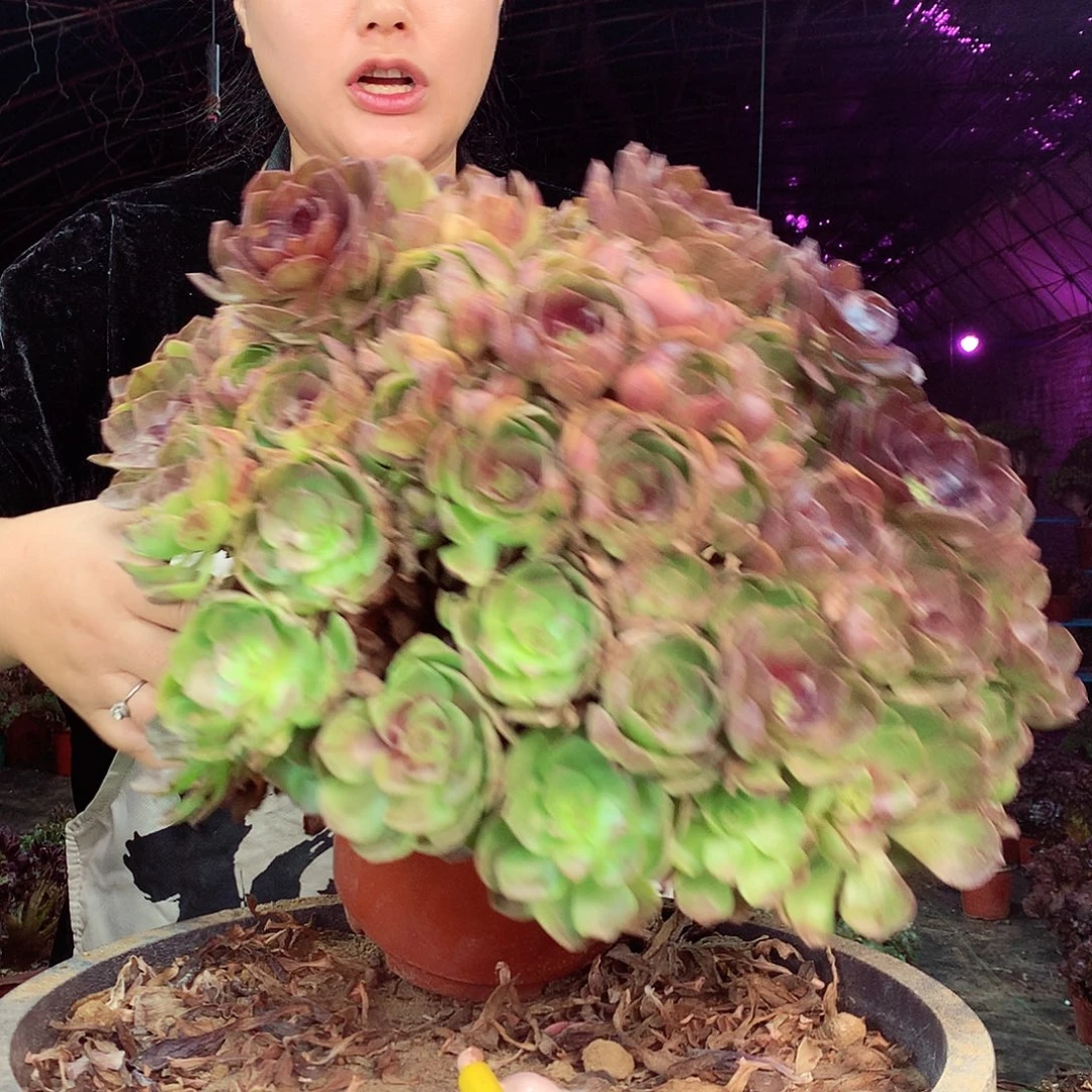 柒柒精品多肉脱土发货不包断侧枝处理308