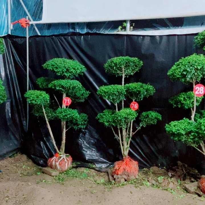 不开花植物一物一拍一物一拍