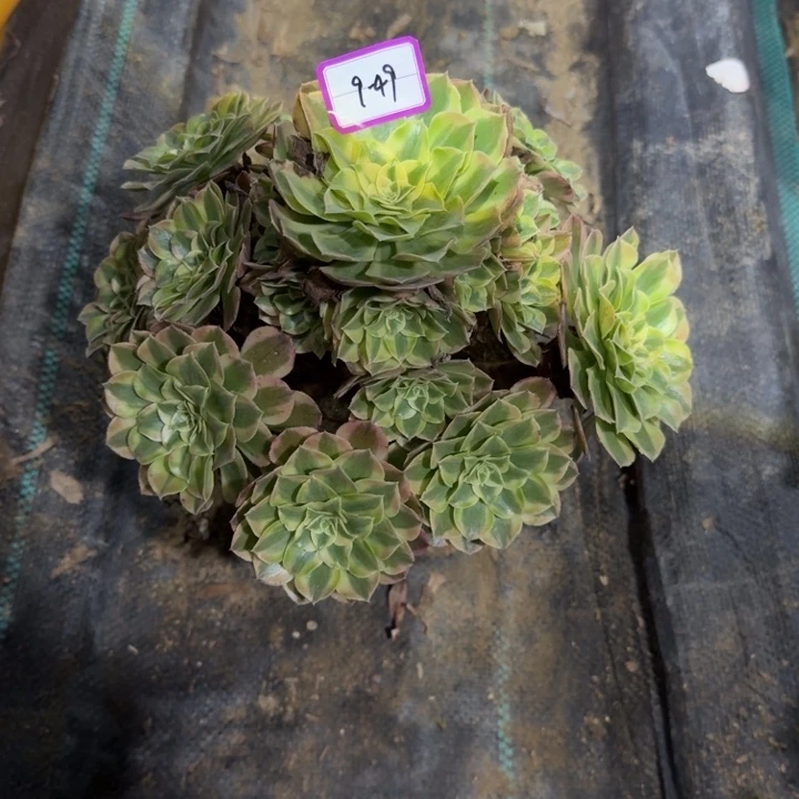 玉姿多肉植物绿植49