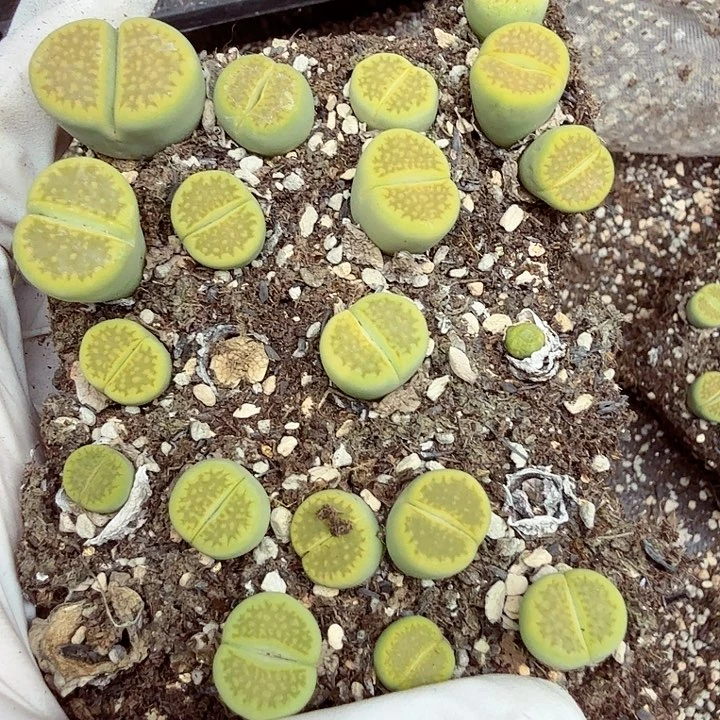 是一个不想被爱包围了吧138哈哈