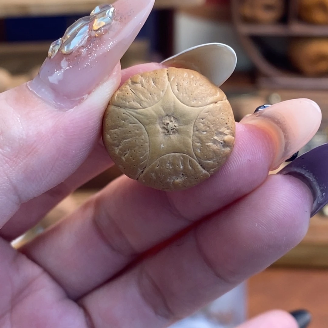 吊坠凤眼菩提21.6五星单颗