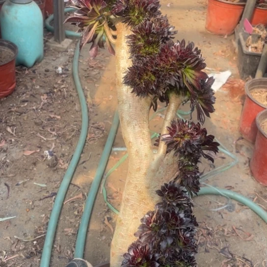419黑法师缀化多肉