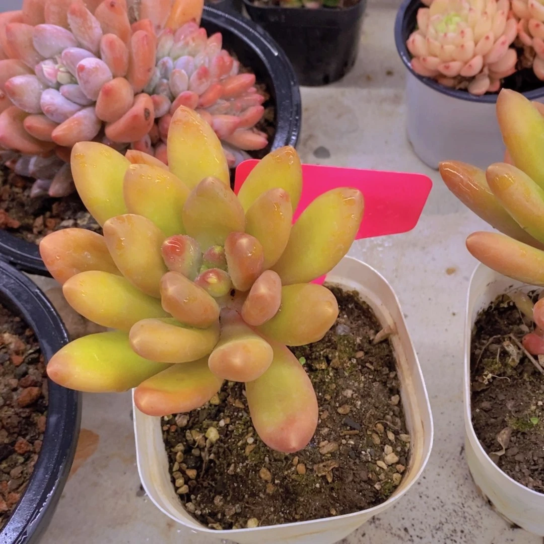 丽*开心多肉植物多肉