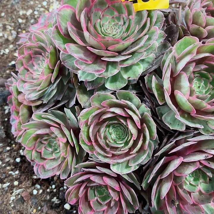 为**醉多肉植物福利262