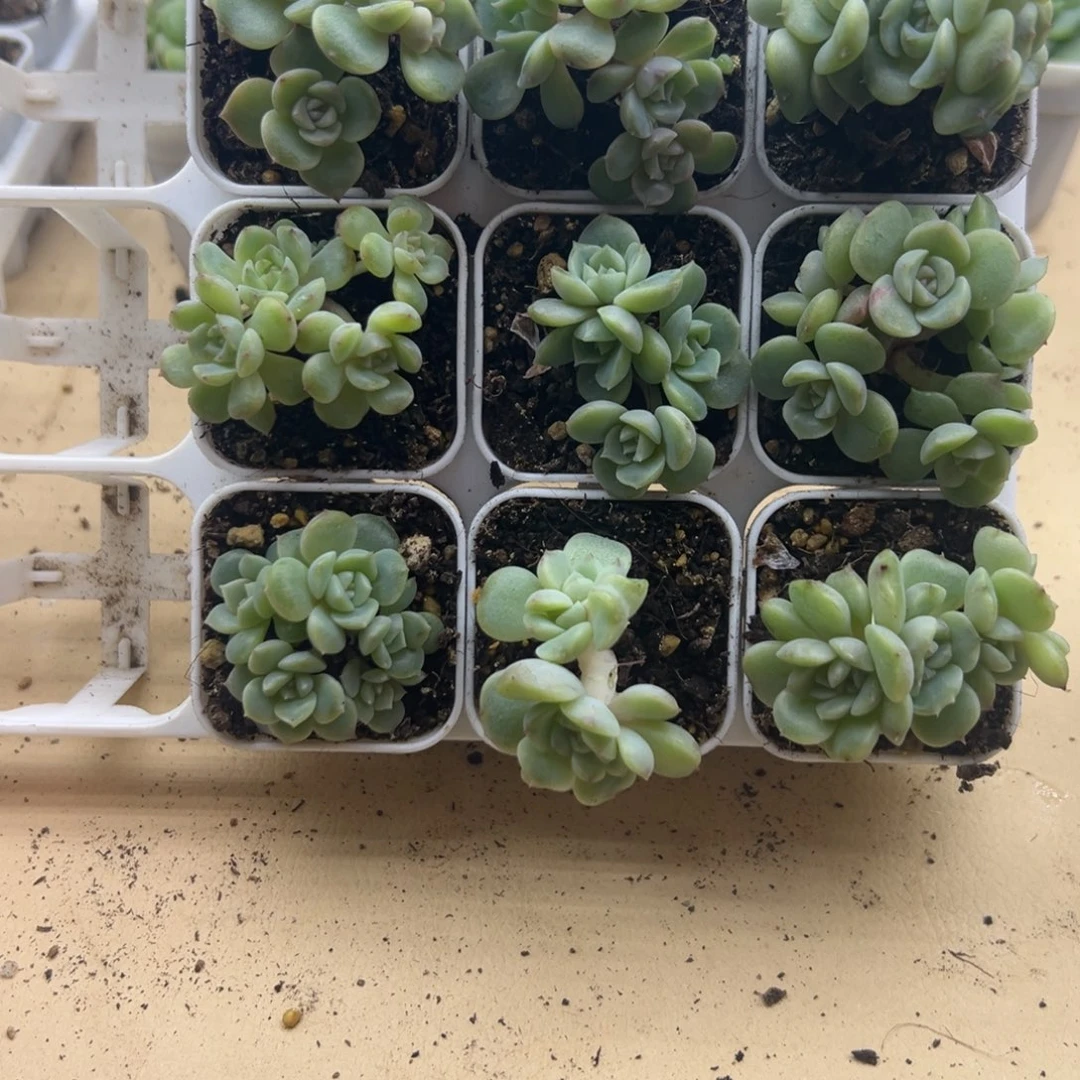 糖心多肉一物降一物