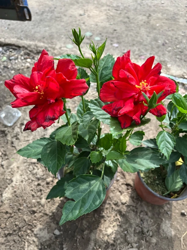 小颗红色桑叶牡丹 运输难免掉花包叶 个别黄叶 别换盆，先浇水