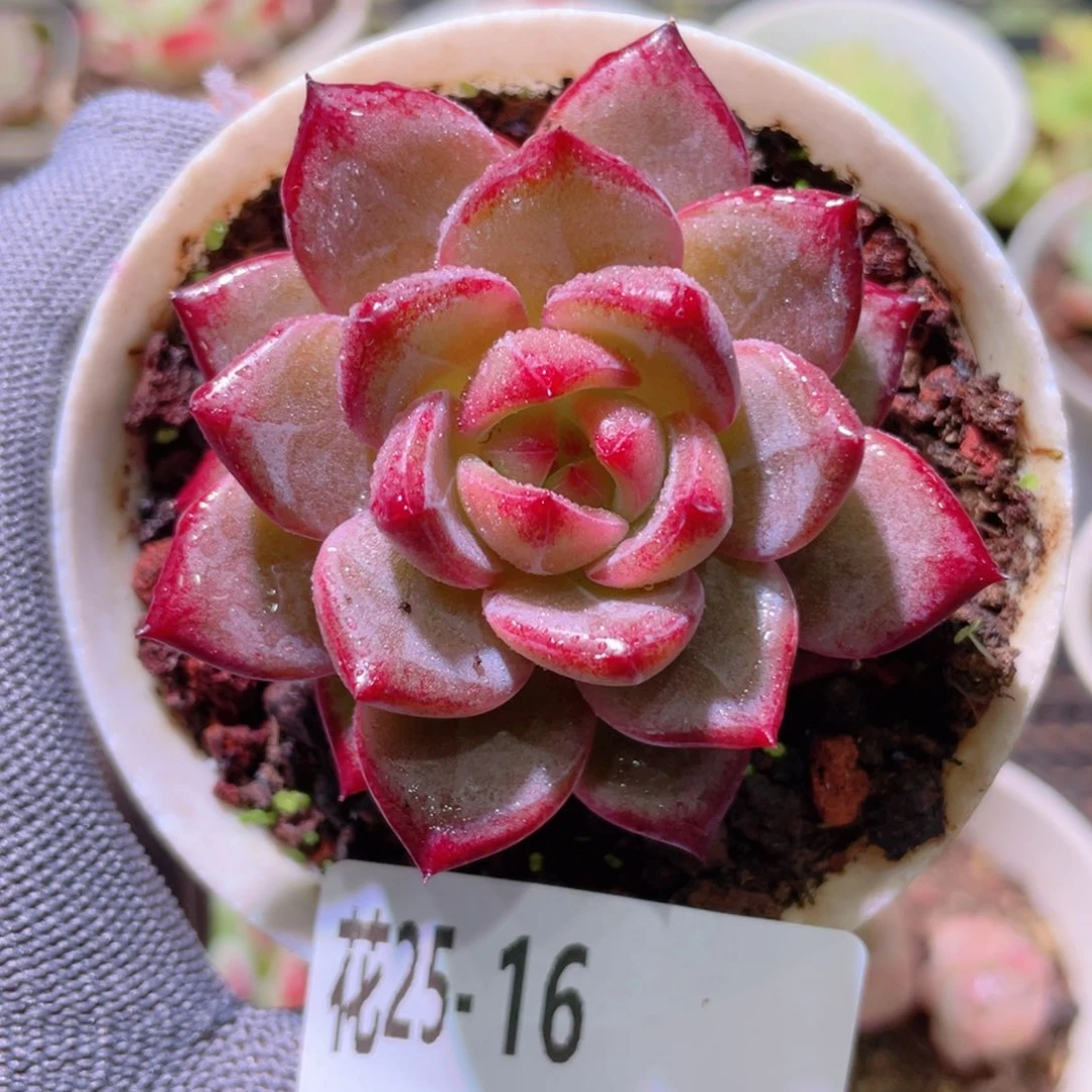 花利美25-16醉霞