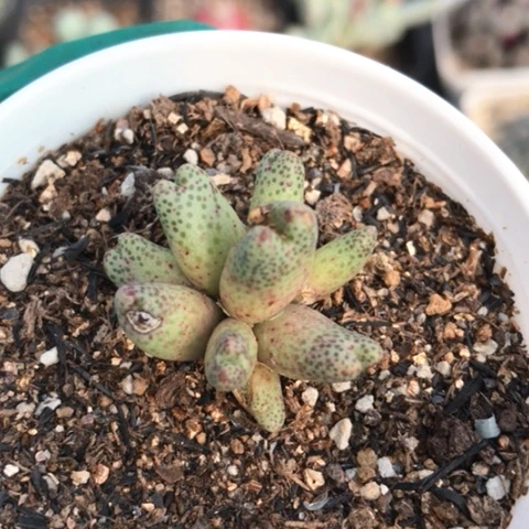 多肉肉锥 10头草莓风铃