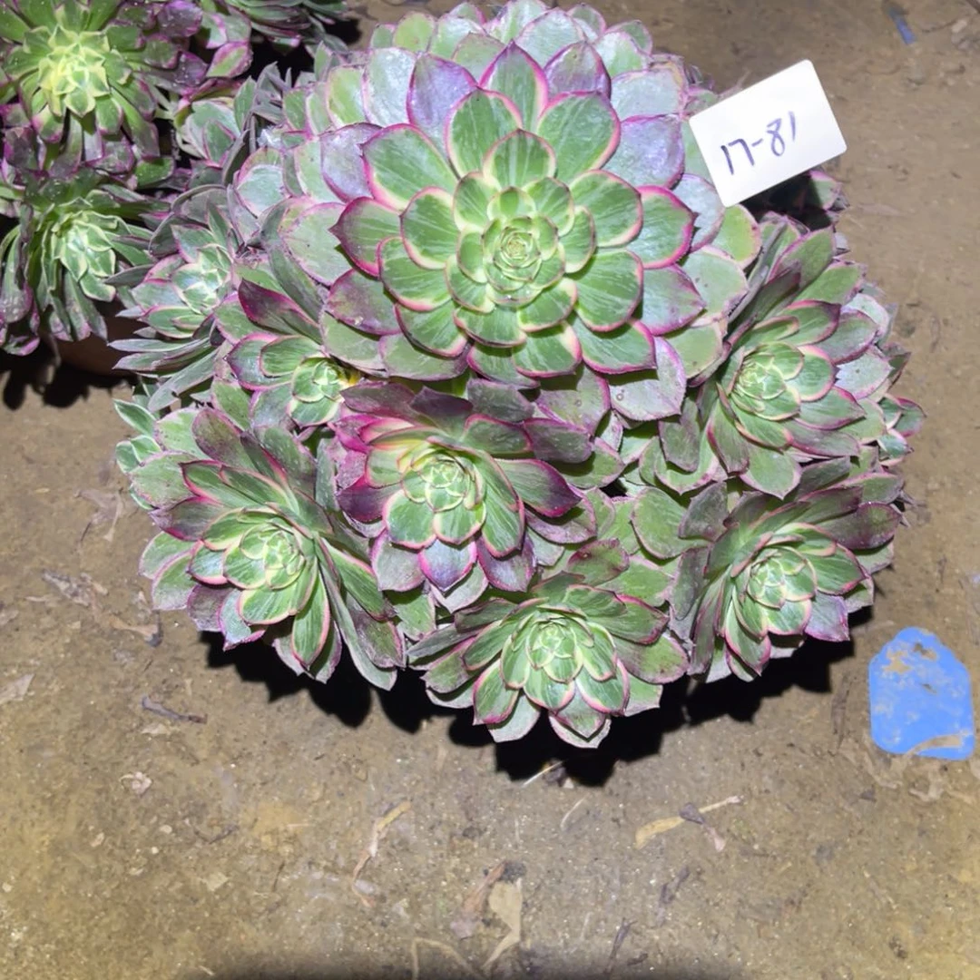 12-17-81莲花座法师锦