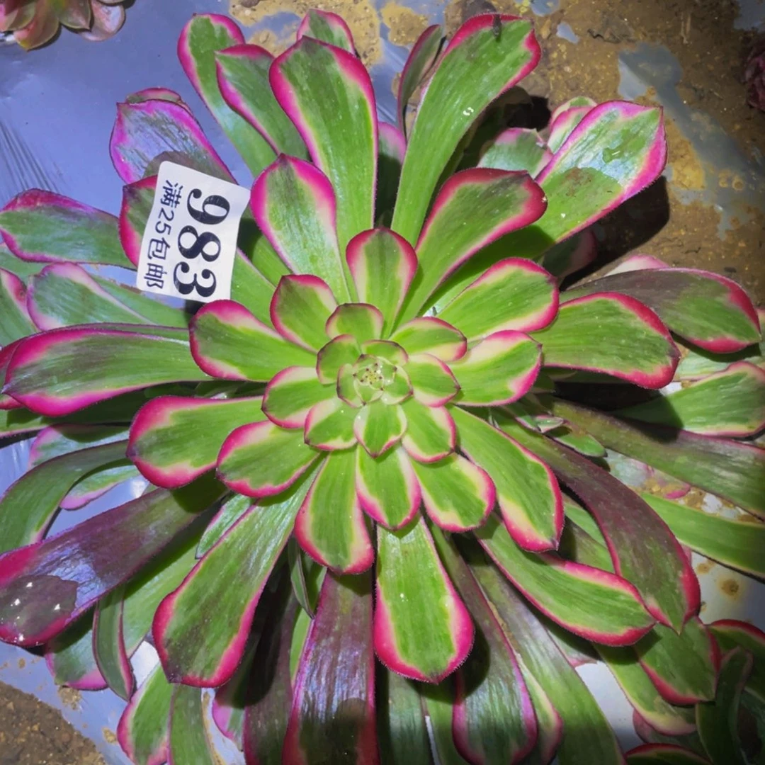霁月多肉植物多肉983
