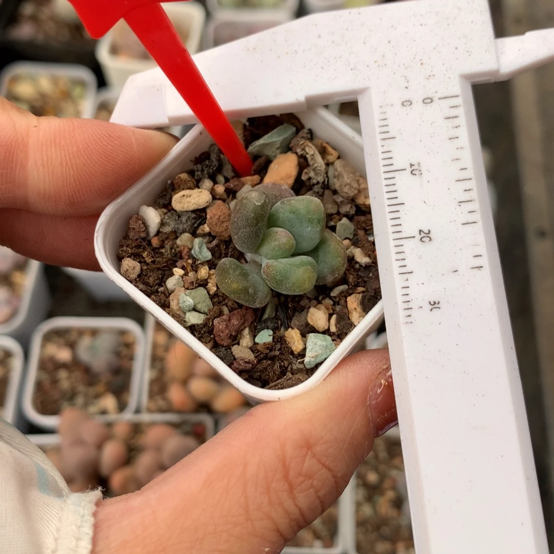 乌里韦亚侧芽侧芽