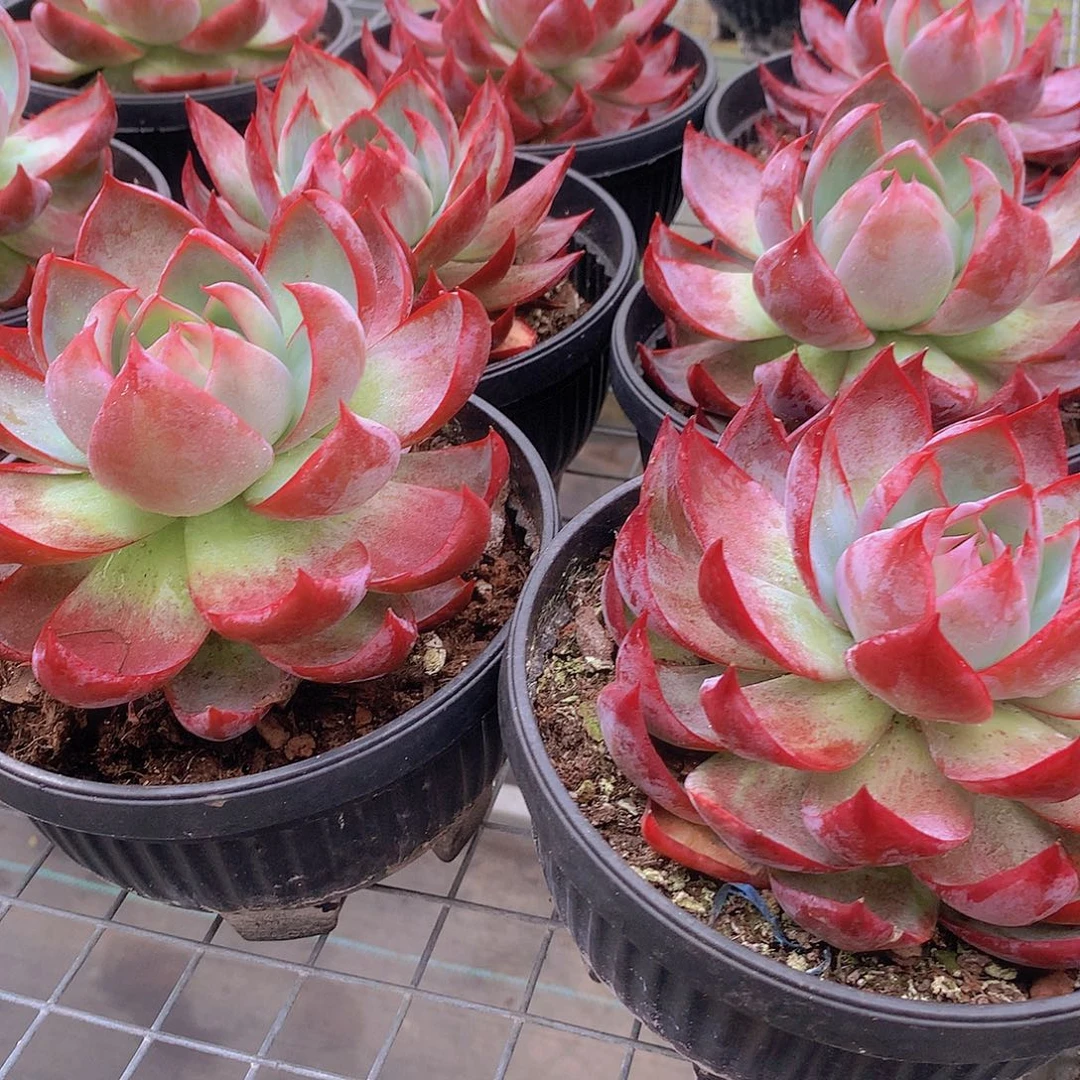 大惊鸿445778990000000