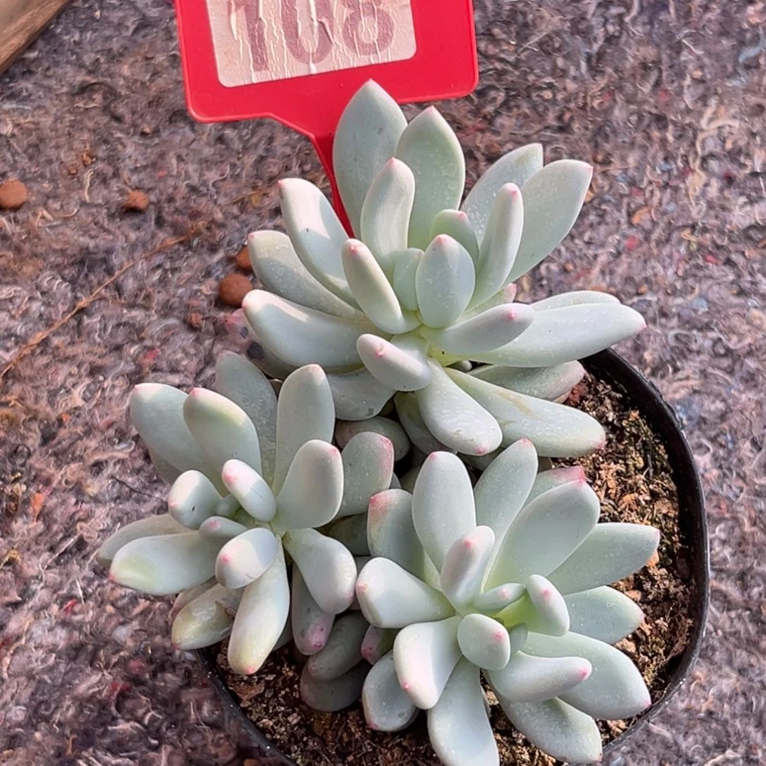 多肉植物一物一拍108