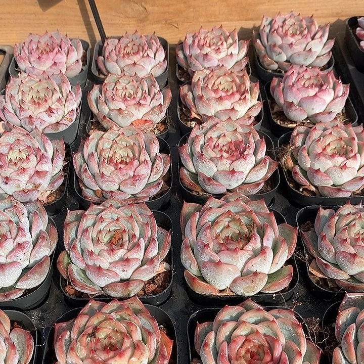 201红茵单头 福利多多