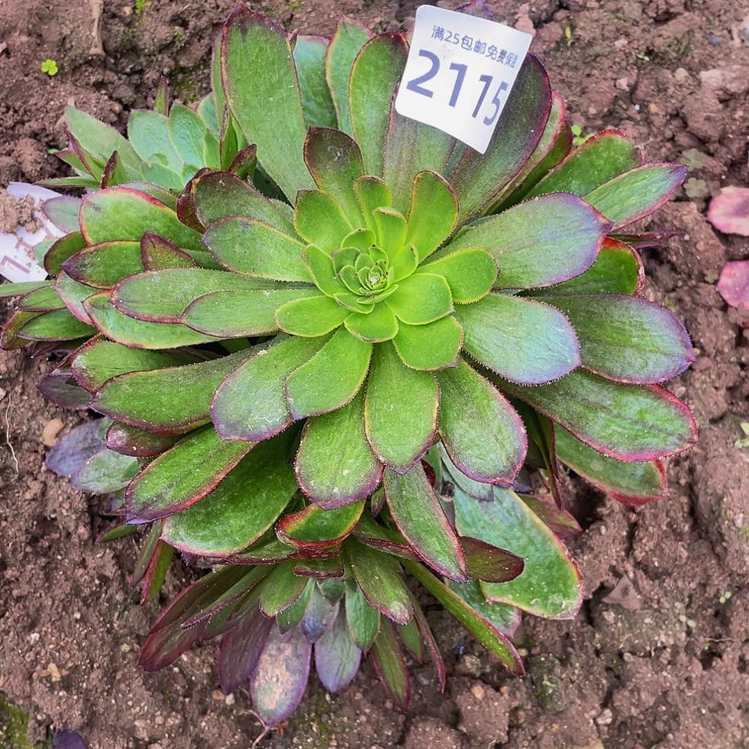 2115斑斓多肉植物