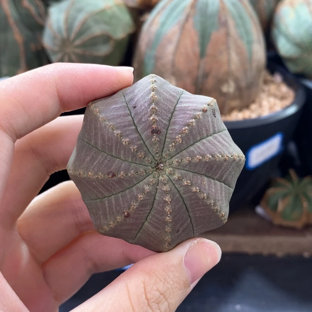 15布纹球精品一物一拍