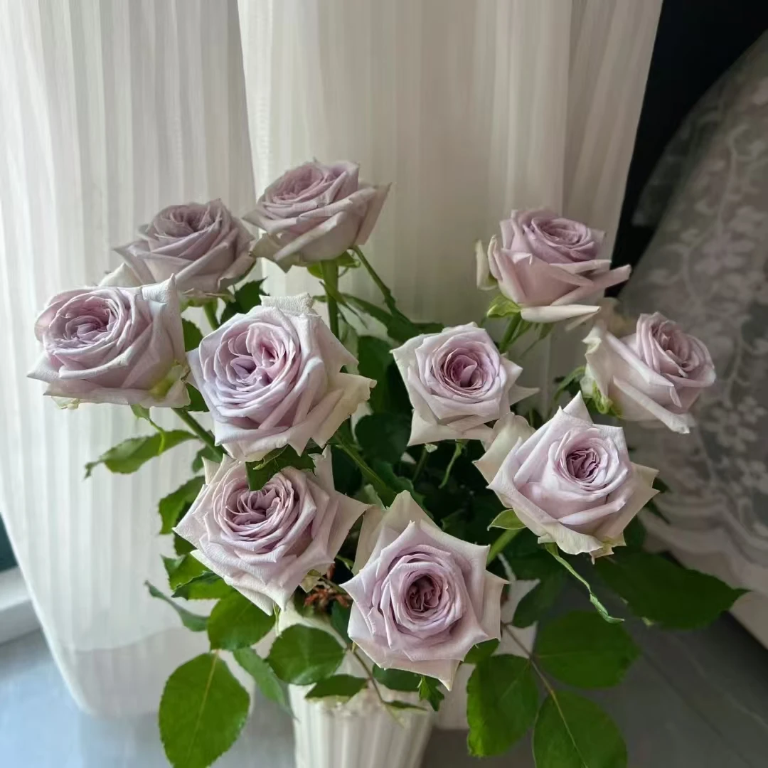 【轶11】紫荔枝18支+2支防损 鲜切花玫瑰居家鲜花收到花带包装醒花