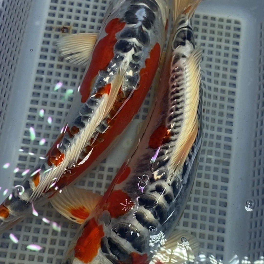 锦鲤冷水锦鲤包邮