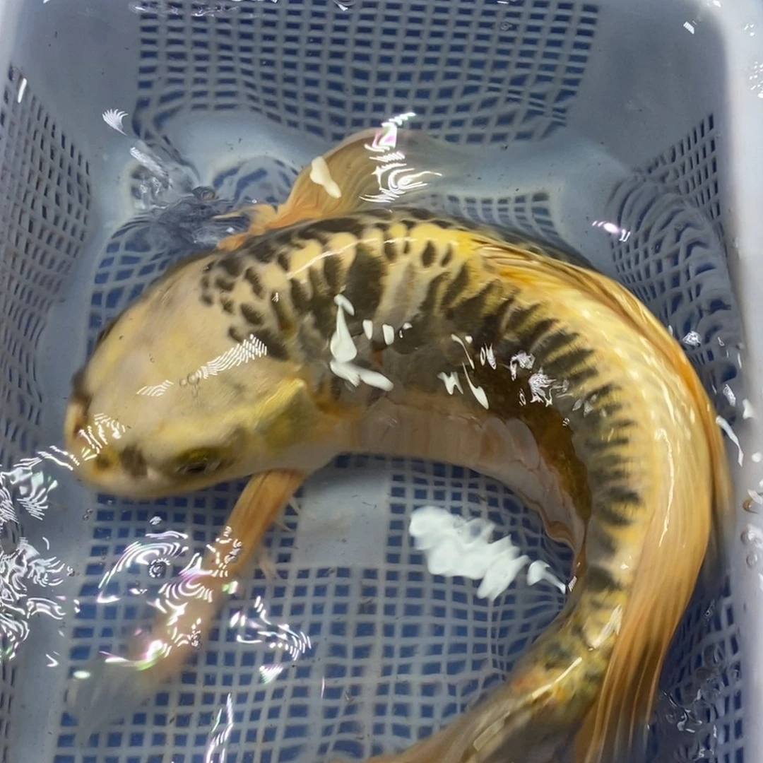 锦鲤冷水锦鲤包邮