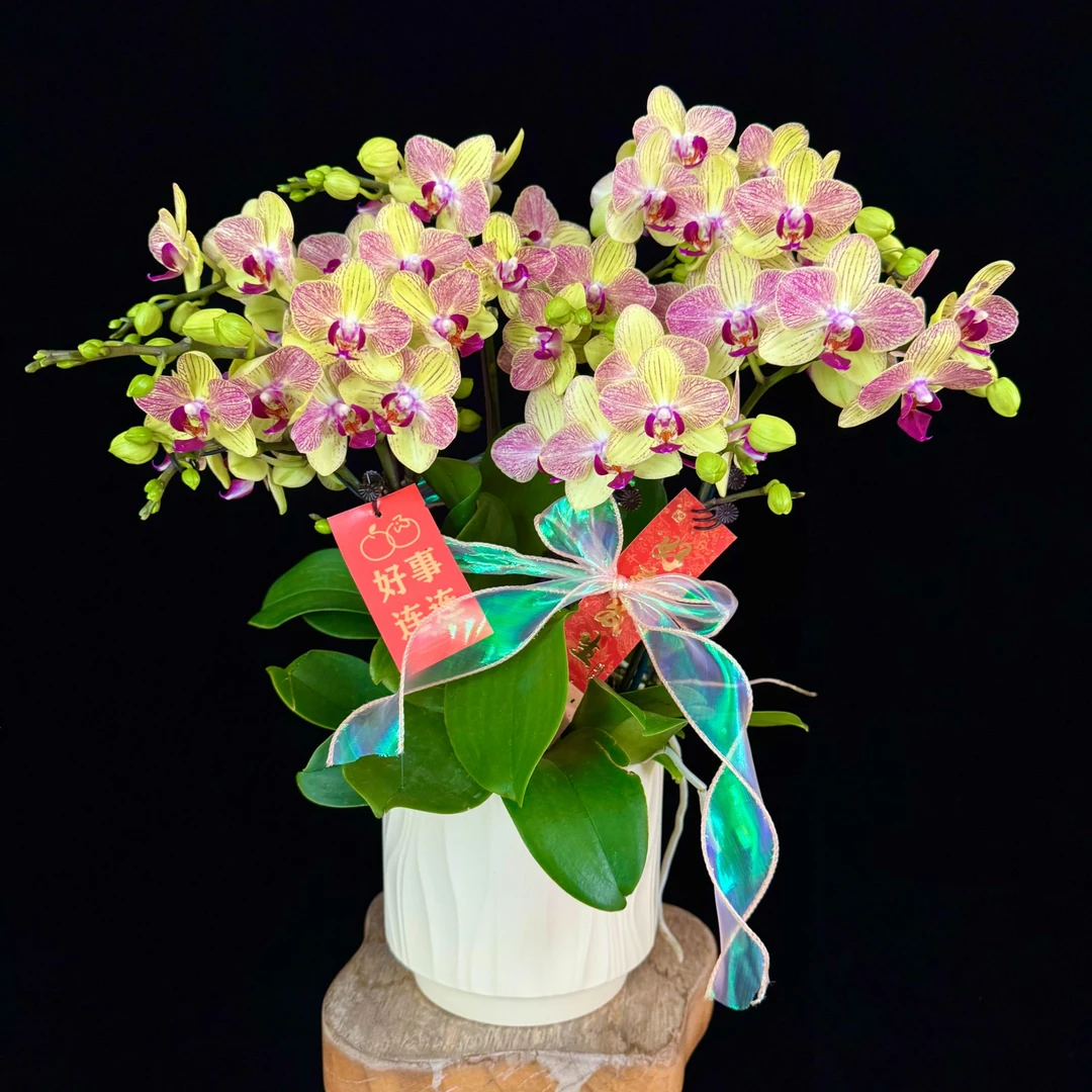 【三色鸟】欧品耐热耐高温蝴蝶兰丝绒质感高级贵气带花带花苞