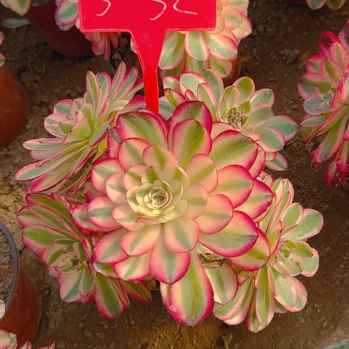 5-32倾城多肉法师