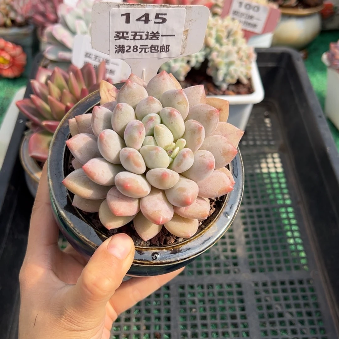 表妹精品多肉植物145.