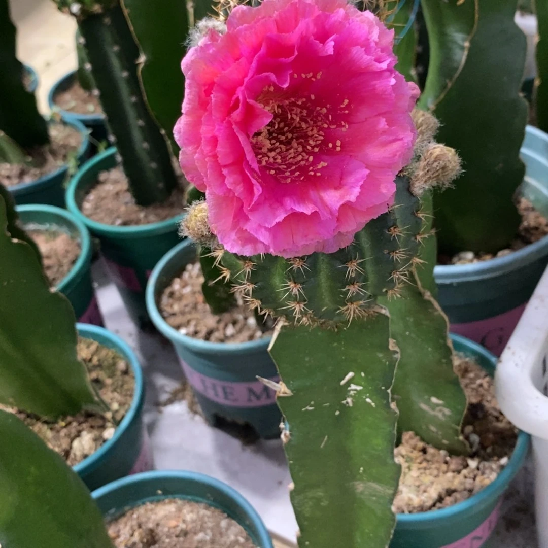 新品丽花L45母本带花苞