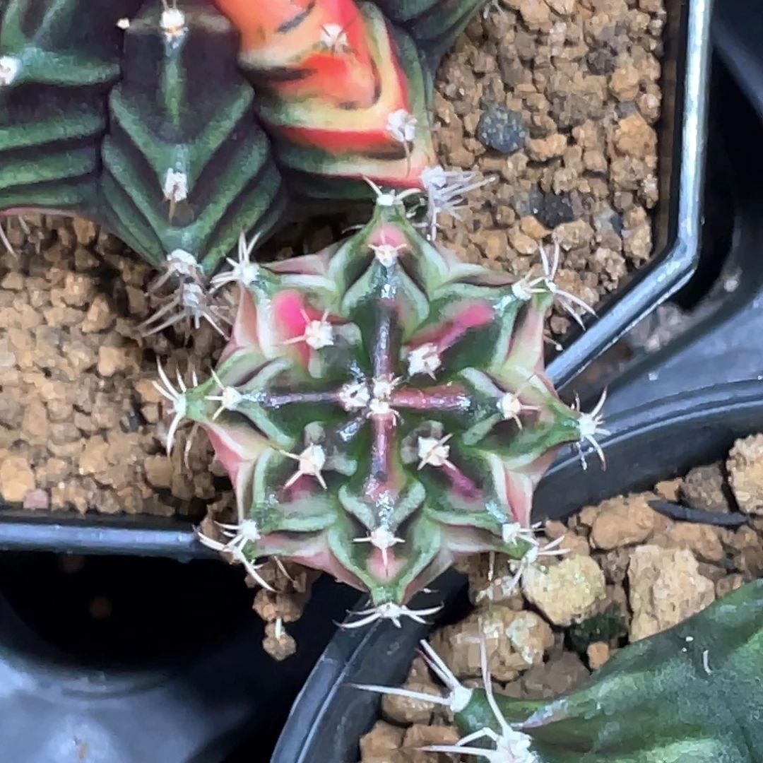 无花朵泰系神品侧，白臀米哈锦