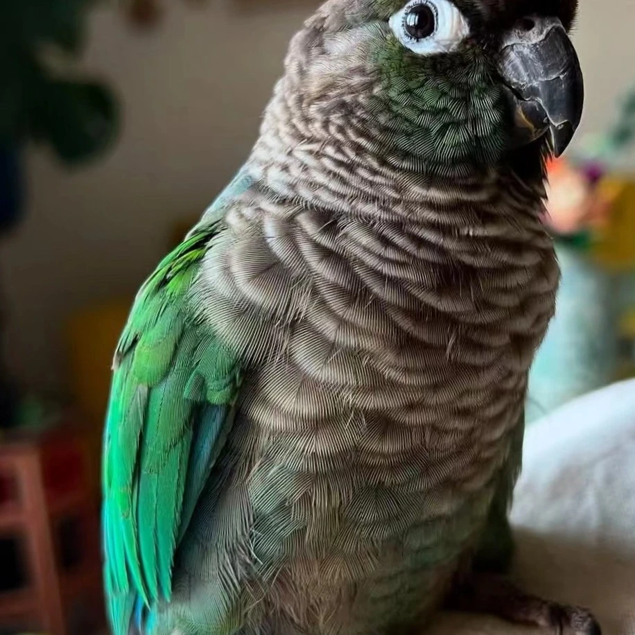 手养亲人可学舌互动虎皮鹦鹉活体宠物鸟宝顺丰包邮