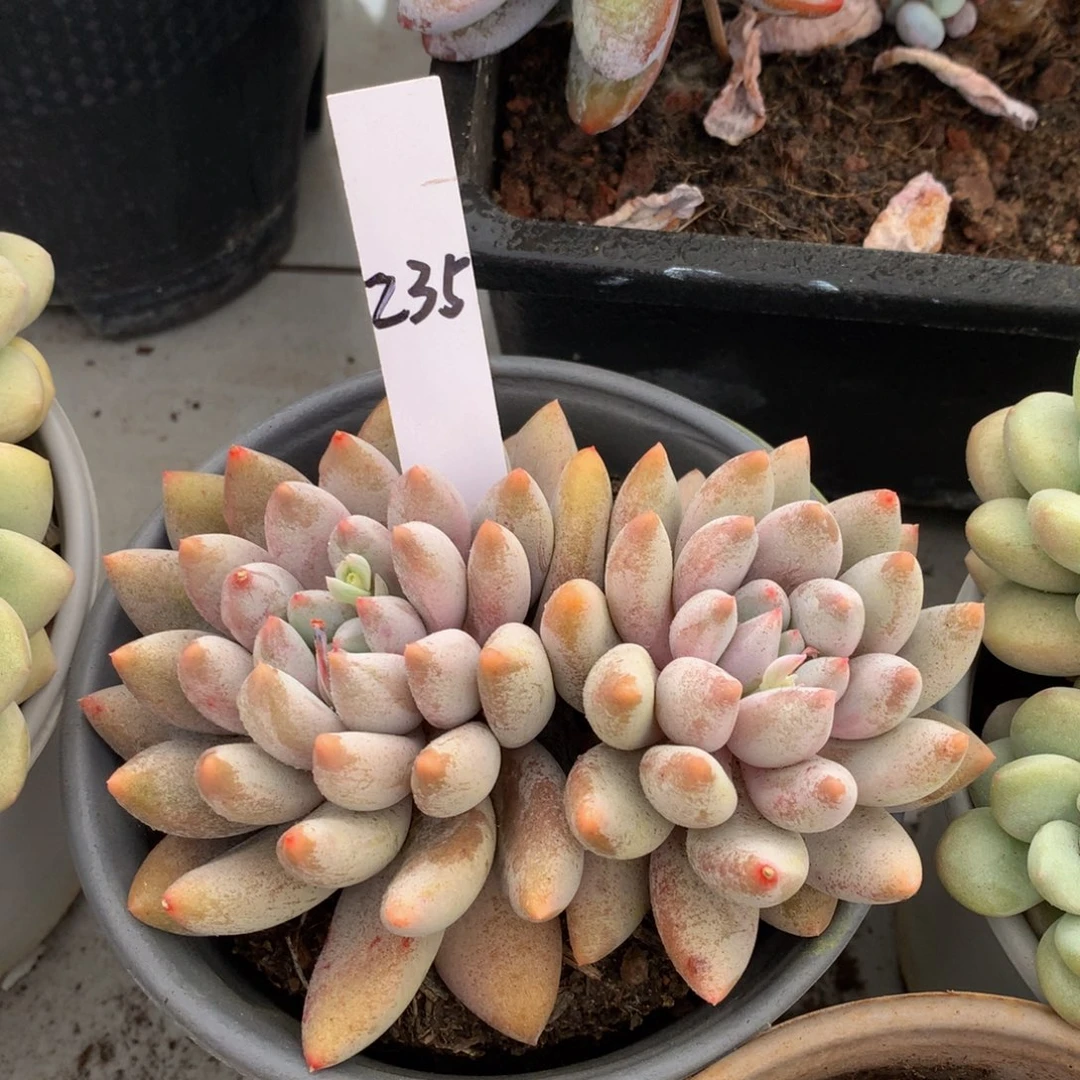 抗日所罗门7272773733737