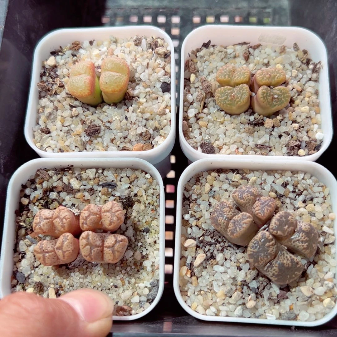 采*305-442.我是真的