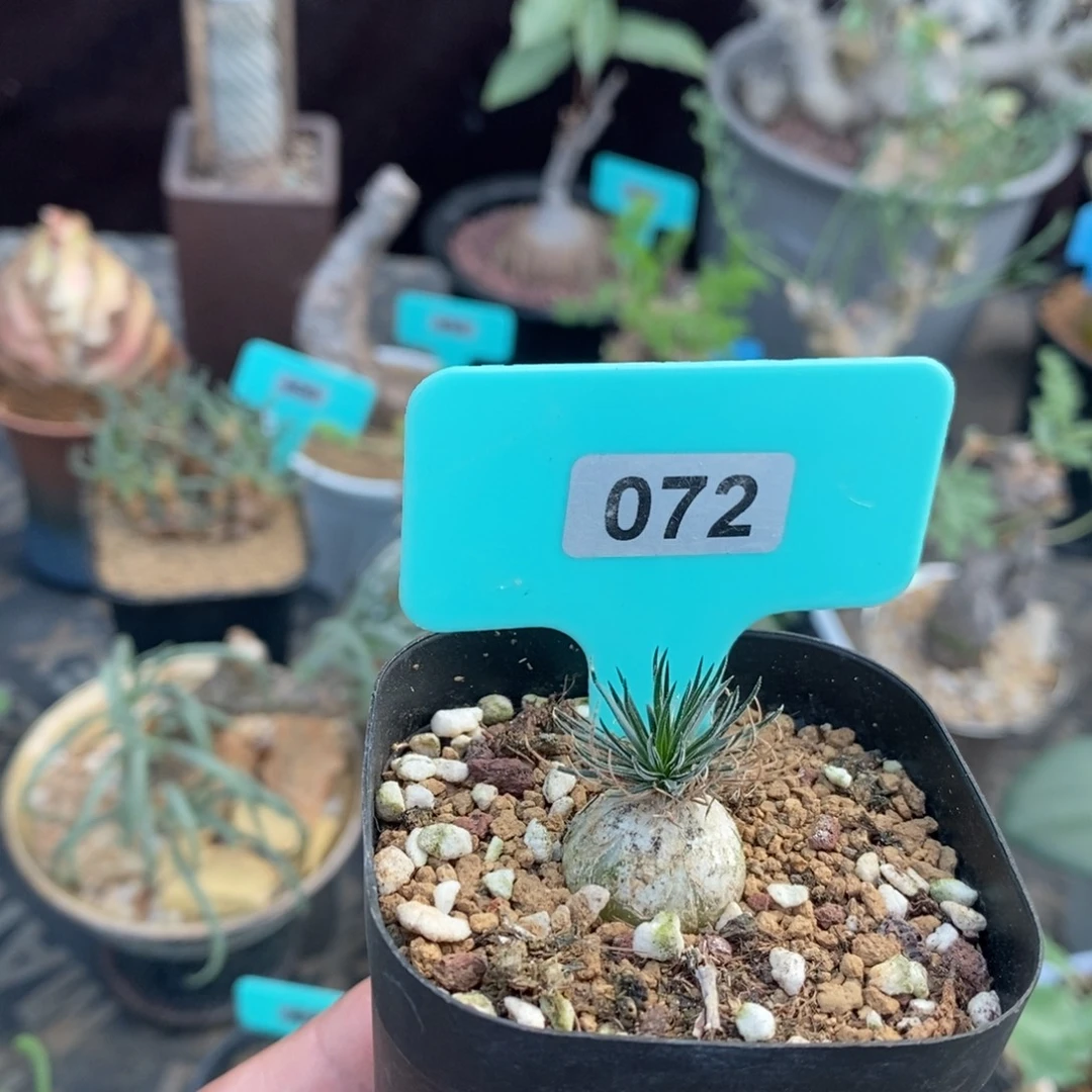 毛叶迷你海葱多肉