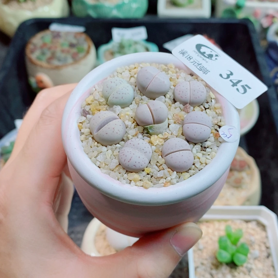 生石花花花花花345